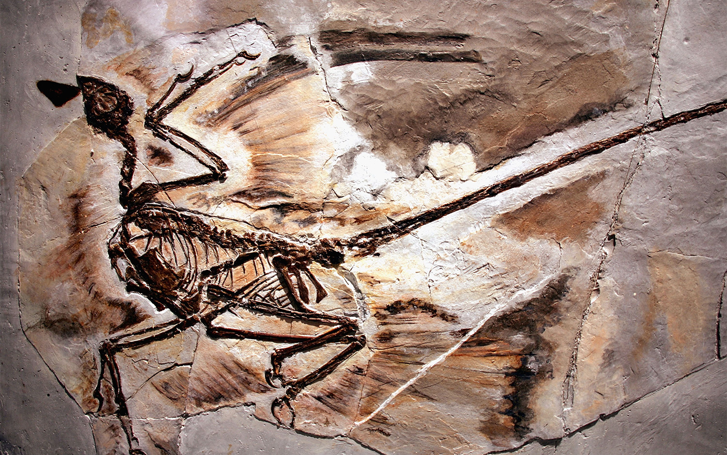 Exhibit Displays Newest Dinosaur Fossils.