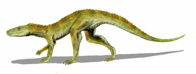 Hesperosuchus | Monsters, Real and Fantastic